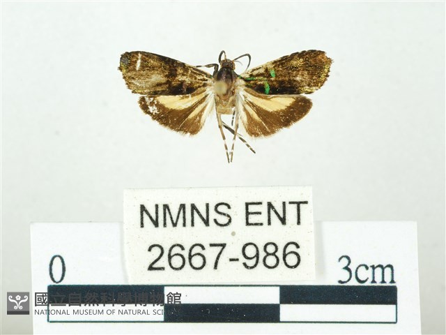 叉紋閃舞蛾藏品圖，第1張