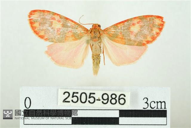 三色豔苔蛾藏品圖，第1張