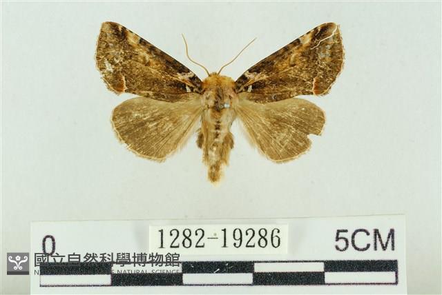 白華波紋蛾藏品圖，第1張