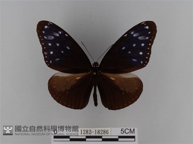 異紋紫斑蝶藏品圖，第1張