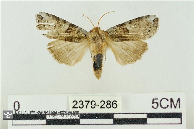 帶波紋蛾藏品圖，第1張