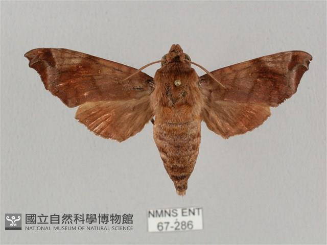 姬缺角天蛾藏品圖，第1張