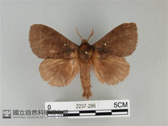 波紋枯葉蛾藏品圖，第1張