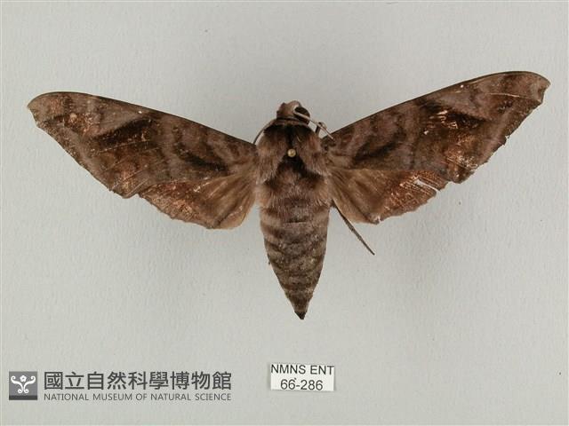 全緣缺角天蛾藏品圖，第1張