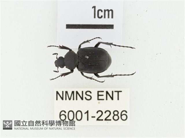 黃點虎斑花金龜藏品圖，第1張