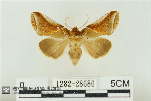 印華波紋蛾藏品圖，第1張