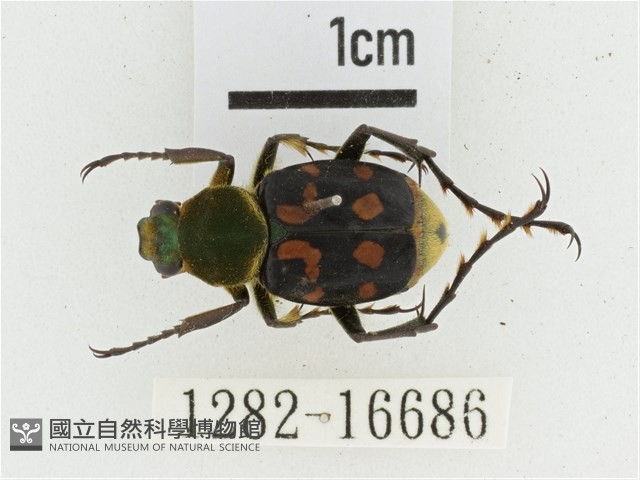 黃肩長腳花金龜藏品圖，第1張