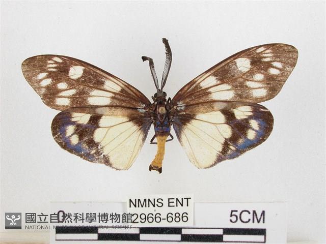 蓬萊茶斑蛾藏品圖，第1張