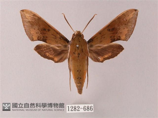 臺灣白肩天蛾藏品圖，第1張