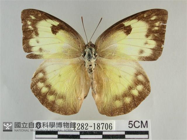 遷粉蝶、淡黃蝶藏品圖，第1張