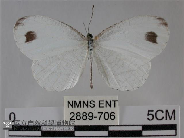 纖粉蝶、黑點粉蝶藏品圖，第1張