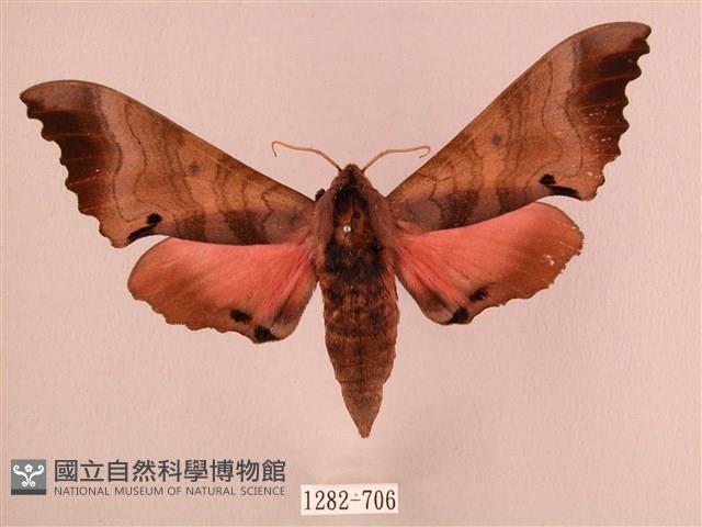 桃紅六點天蛾藏品圖，第1張