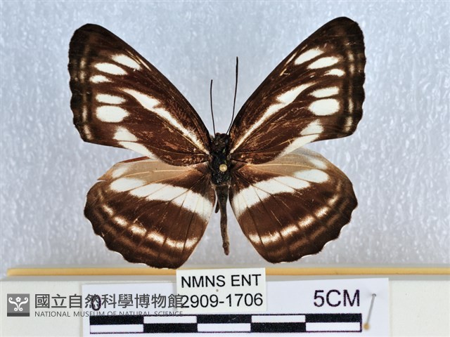 眉紋環蛺蝶藏品圖，第1張