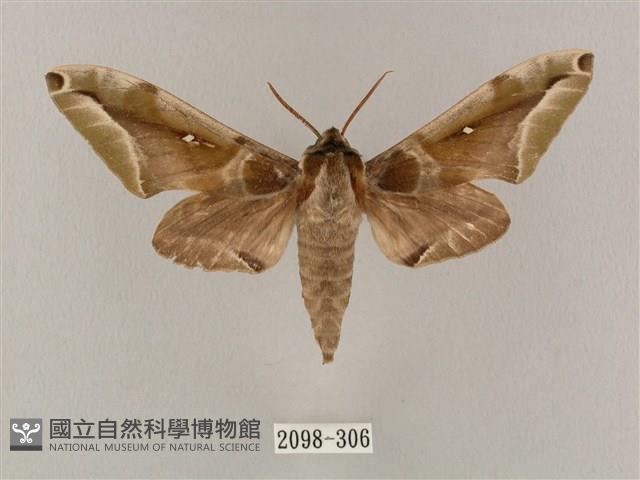 白點天蛾 藏品圖，第1張