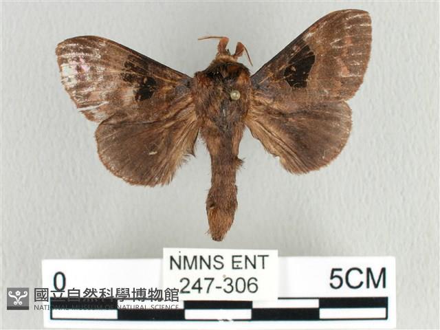 大斑Y毛蟲藏品圖，第1張