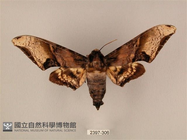 臀角斑天蛾藏品圖，第1張