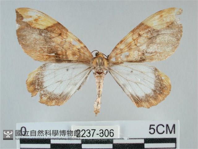 枯葉尺蛾藏品圖，第1張