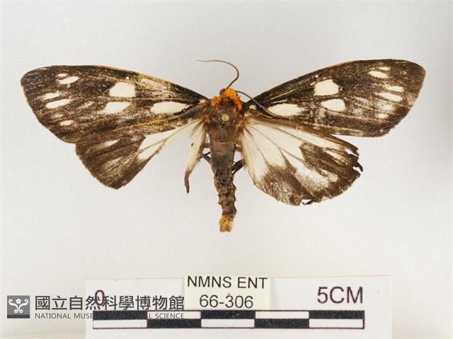 巨網燈蛾藏品圖，第1張