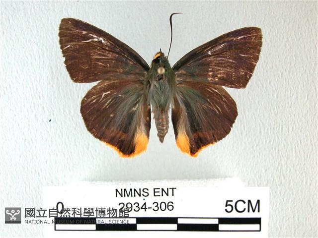 綠弄蝶藏品圖，第1張