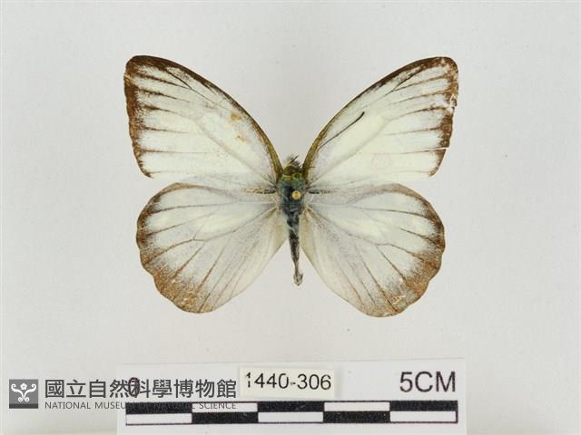 淡褐脈粉蝶藏品圖，第1張