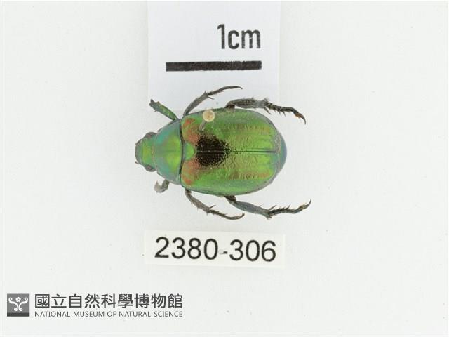 艷金龜藏品圖，第1張