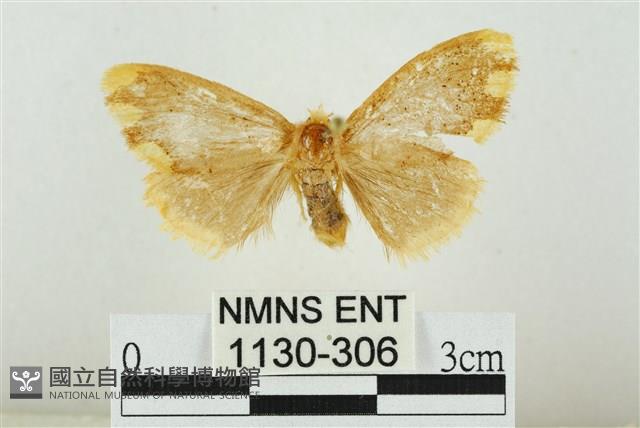 黑翅黃毒蛾藏品圖，第1張