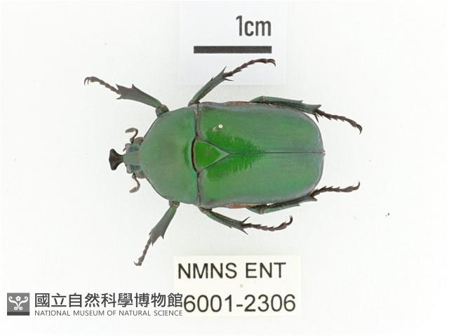 臺灣扇角金龜藏品圖，第1張