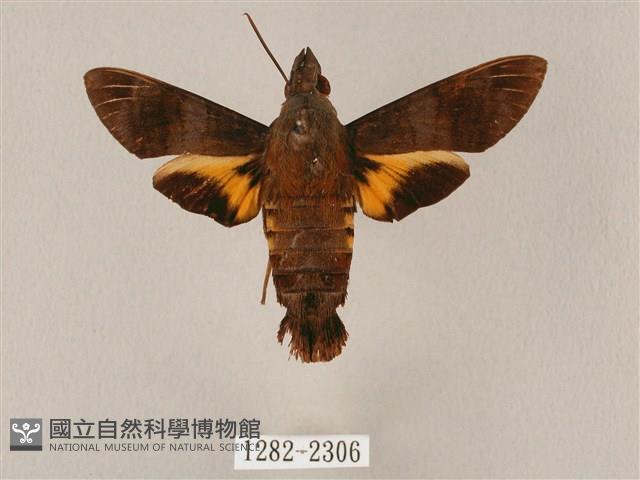 平帶長喙天蛾藏品圖，第1張