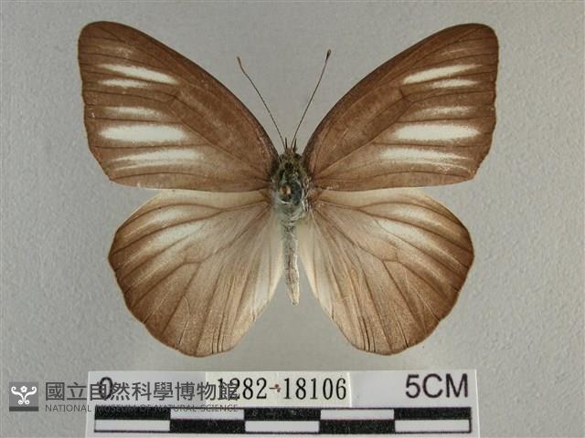 異色尖粉蝶藏品圖，第1張