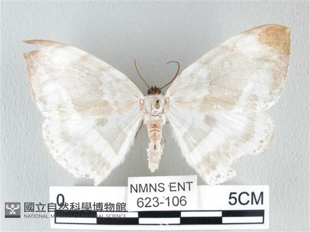 圓翅大鉤蛾藏品圖，第1張