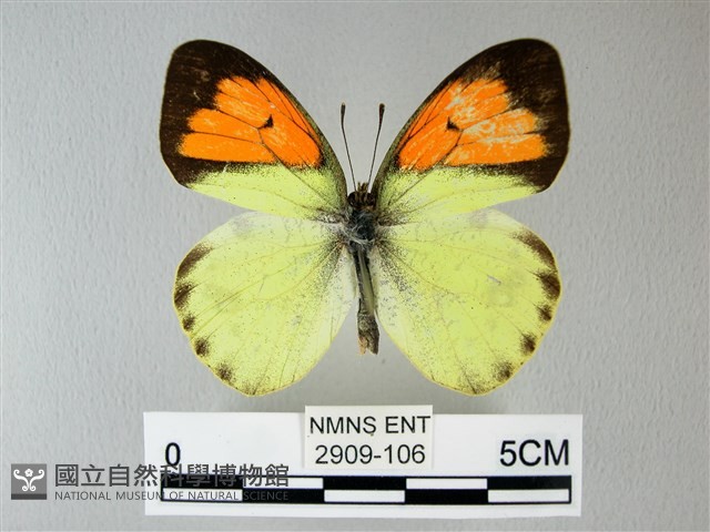 異粉蝶、雌白黃蝶藏品圖，第1張