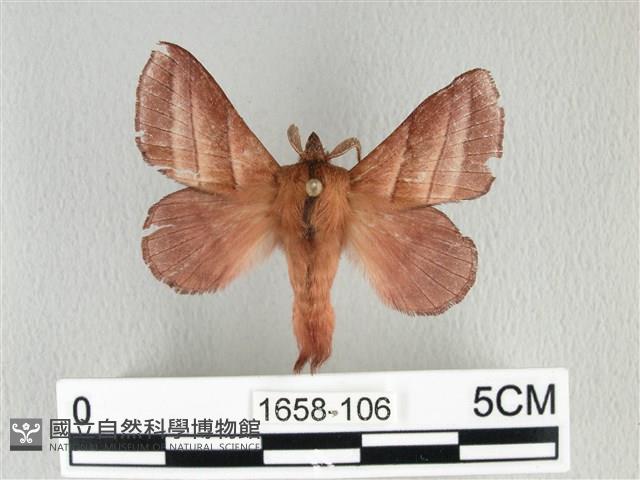 川邊氏枯葉蛾藏品圖，第1張