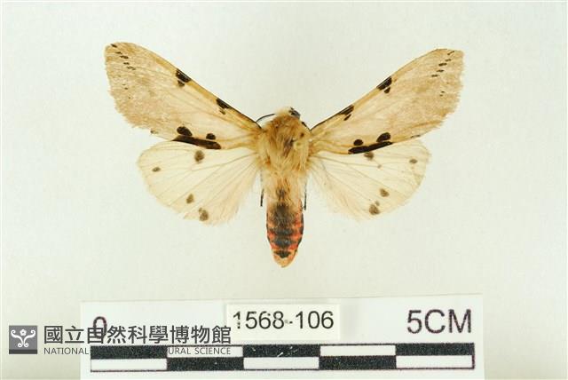 棍棒污燈蛾藏品圖，第1張