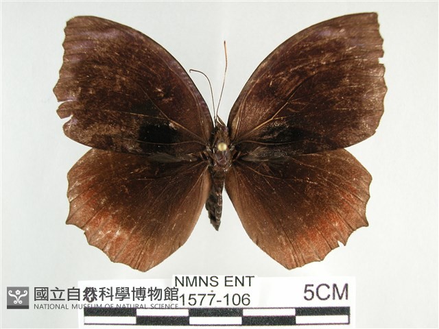 藍紋鋸眼蝶藏品圖，第1張