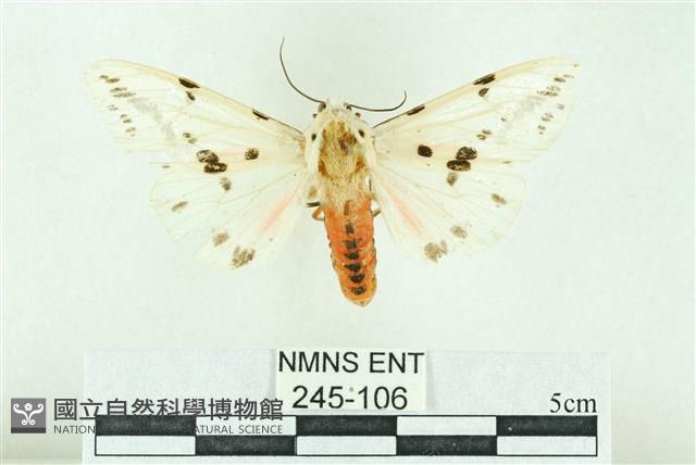 菊池污燈蛾藏品圖，第1張