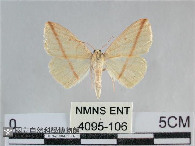 澄線尺蛾藏品圖，第1張