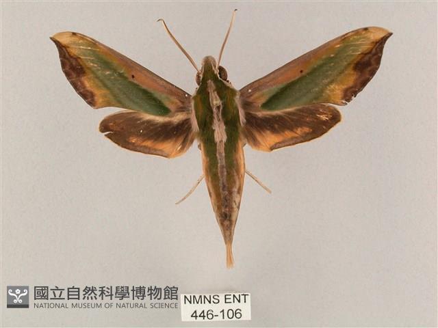 斜綠天蛾藏品圖，第1張