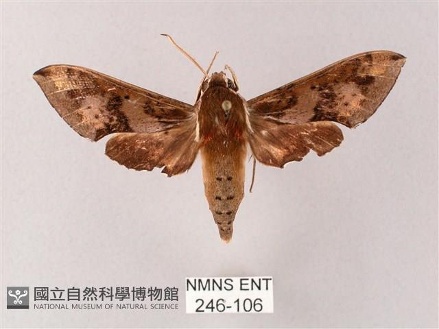 雙斑白肩天蛾藏品圖，第1張