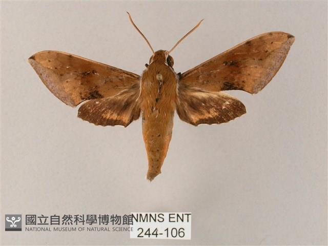 臺灣白肩天蛾藏品圖，第1張