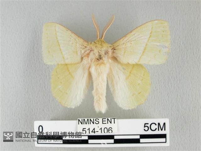 青枯葉蛾藏品圖，第1張