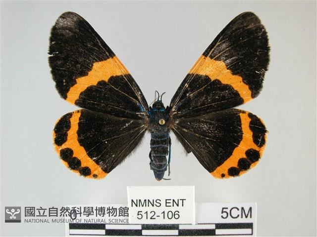 橙帶藍尺蛾藏品圖，第1張