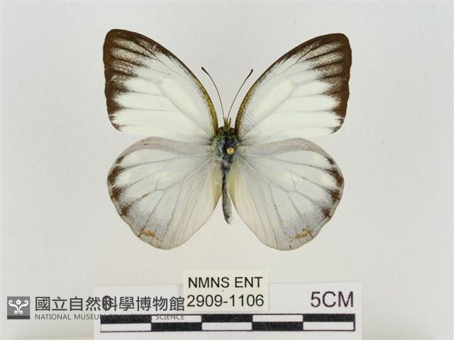 淡褐脈粉蝶藏品圖，第1張