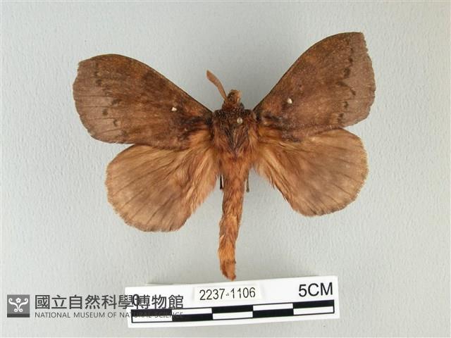 波紋枯葉蛾藏品圖，第1張