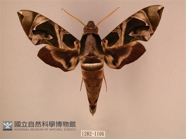 暗綠白腰天蛾藏品圖，第1張