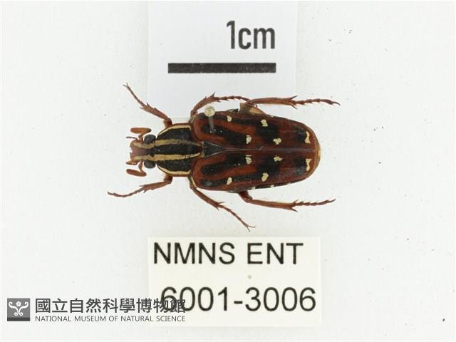 巴蘭陷紋金龜藏品圖，第1張