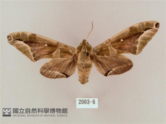 白點天蛾 藏品圖，第1張