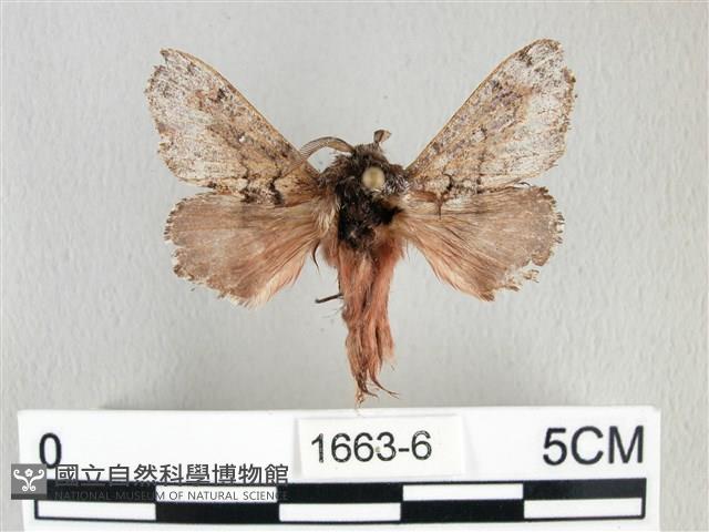 銀肩枯葉蛾藏品圖，第1張