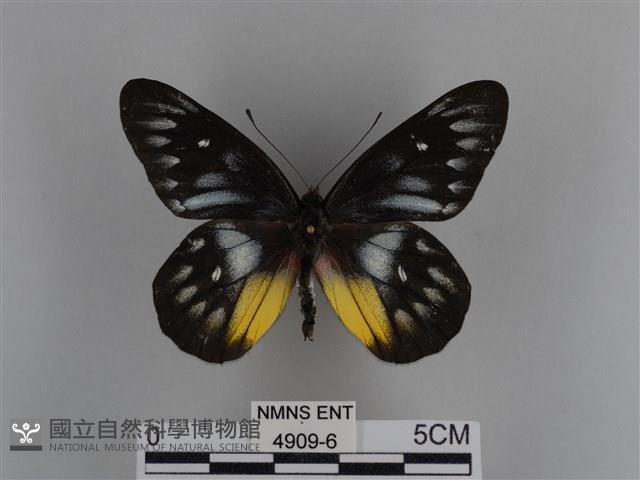 豔粉蝶藏品圖，第1張