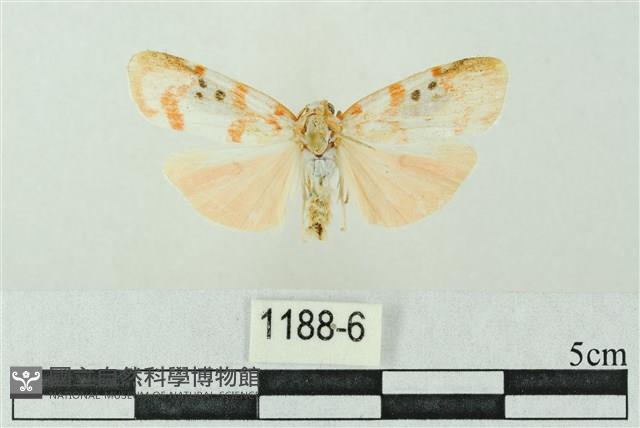 臺雪苔蛾藏品圖，第1張