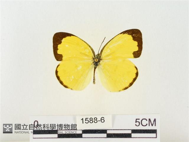 島嶼黃蝶、江崎黃蝶藏品圖，第1張